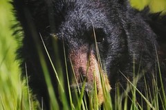 Black Bear in Grass «Bear Blades» 16″ x 20″ Mounted Wildlife Photo by Kim Barry