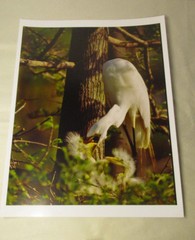 Beautiful Photograph of Great White Egrets, Louisiana 8 x10 Kodak Photo Paper