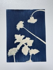 Dandelion|Cyanotype Botanical Print | Handmade Blue Photographic Art | 15×20 cm