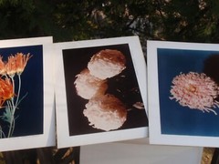 LOT 3 ORIGINAL COLOR PHOTOGRAPHS OF PLANTS FLOWERS SPECIES 14.5 X 10.25 INCHES