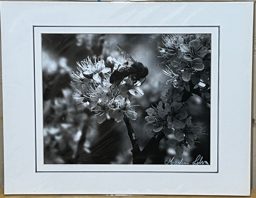 Bee on flowers black & white photograph signed matted 11 x 14 inch