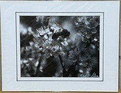 Bee on flowers black & white photograph signed matted 11 x 14 inch