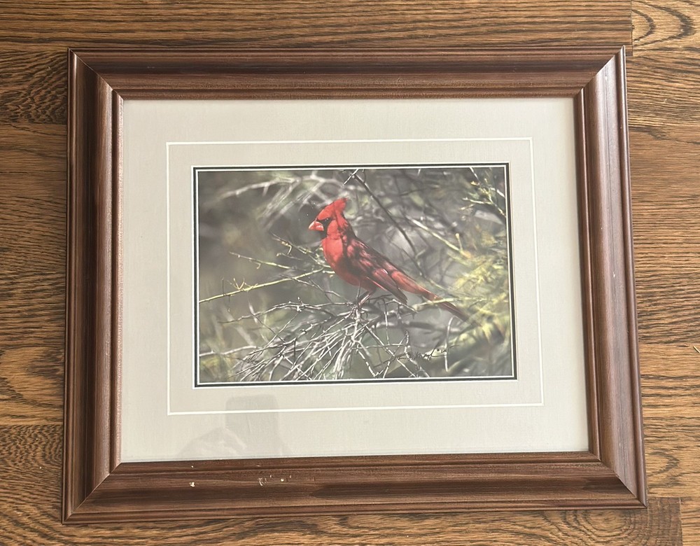 Thomas D. Mangelsen “Ruby of the Palo Verde” Limited Edition Cardinal Photograph