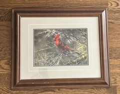 Thomas D. Mangelsen “Ruby of the Palo Verde” Limited Edition Cardinal Photograph