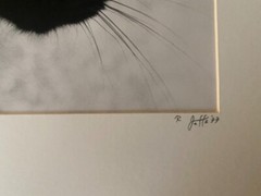 Black Cat. Stunning «Dragon Cat» by famous photographer, Ron Jaffe