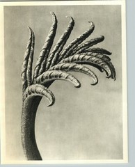 1942 Original BOTANICAL PLANT Juglandaceae Flower Photo Art KARL BLOSSFELDT
