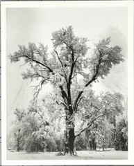 Ansel Adams Oak Tree, Snowstorm 1948 – Danziger Galllery Announcement Card 1995
