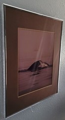 BOB TALBOT – Signed 1979 Original Whale Marine Photo 16×20 framed