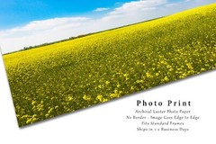 Country Photography Print – Picture of Rolling Fields of Canola in Oklahoma