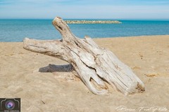 12×18 Photograph Print of Large Driftwood at Presque Isle Beach – FREE SHIPPING