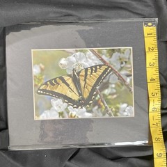 Butterfly on Flowers Nature Art Photograph 8×10 Matted Landscape Wildlife