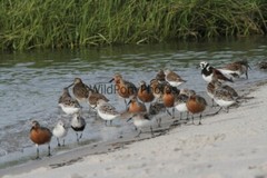 Red Knot Photo, Pick One Image – Various Sizes