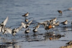 Red Knot Photo, Pick One Image – Various Sizes
