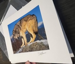 Photograph Signed By Award Winning Stephen W. Oachs LOBO TIMBER WOLF Wildlife