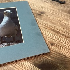 VTG 1982 Art Photography “Gannets Three” Sea Birds Matted Signed Beach Decor