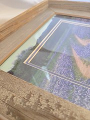 DAN RICHARDS Texas Hill County Blue Bonnet Flower Framed Matted Photograph Cedar