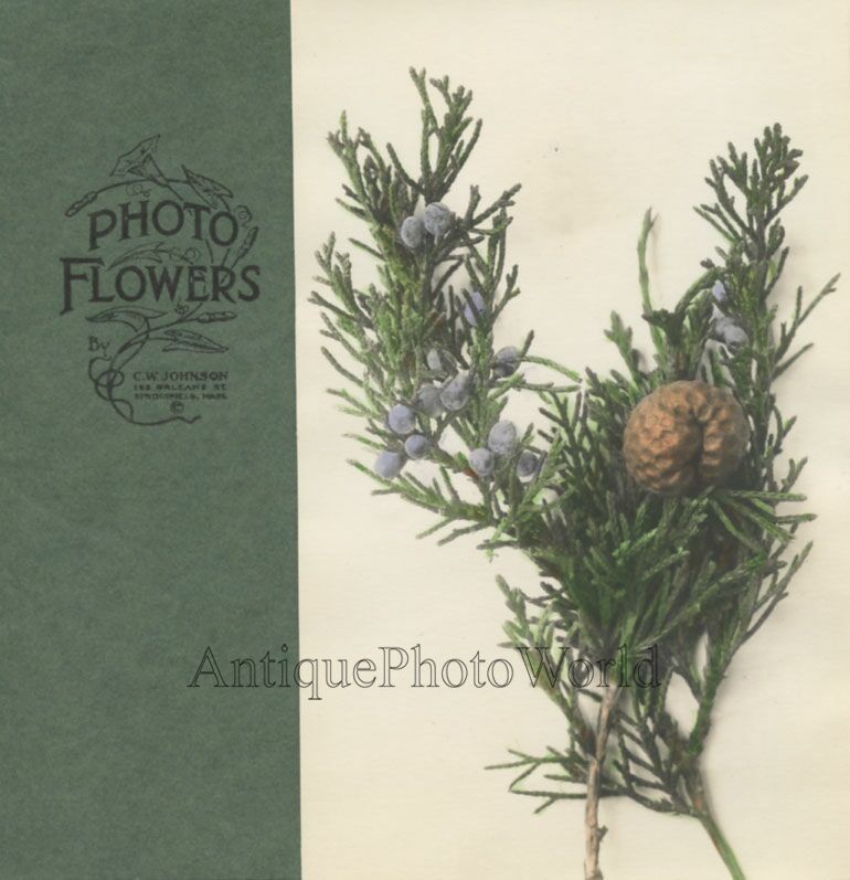Red Cedar fruit Juniper berries hand tinted art botanical photo by C.W. Johnson
