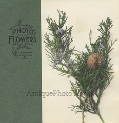 Red Cedar fruit Juniper berries hand tinted art botanical photo by C.W. Johnson