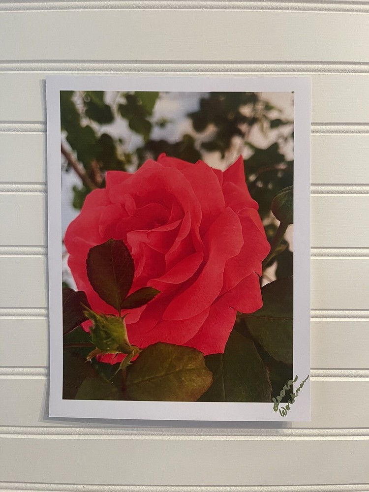 Garden Rose #10 – landscape photograph 8.5×11