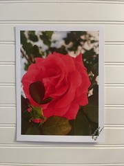 Garden Rose #10 – landscape photograph 8.5×11