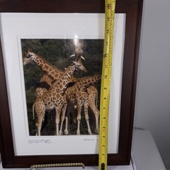 Framed Giraffe Photograph Signed Pat Benter Kenya Wildlife 16×13