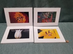 New Lot of 4 Matted 5×7 Photo Fine Art Print Floral flower Tulip White Red