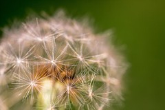 Botanical Photography Print – Picture of Perfect Dandelion on Spring Day