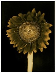 CHUCK CLOSE ‘Sunflower’, 2006/2011 SIGNED Photograph 24 x 18 in. #32/60 **NEW**