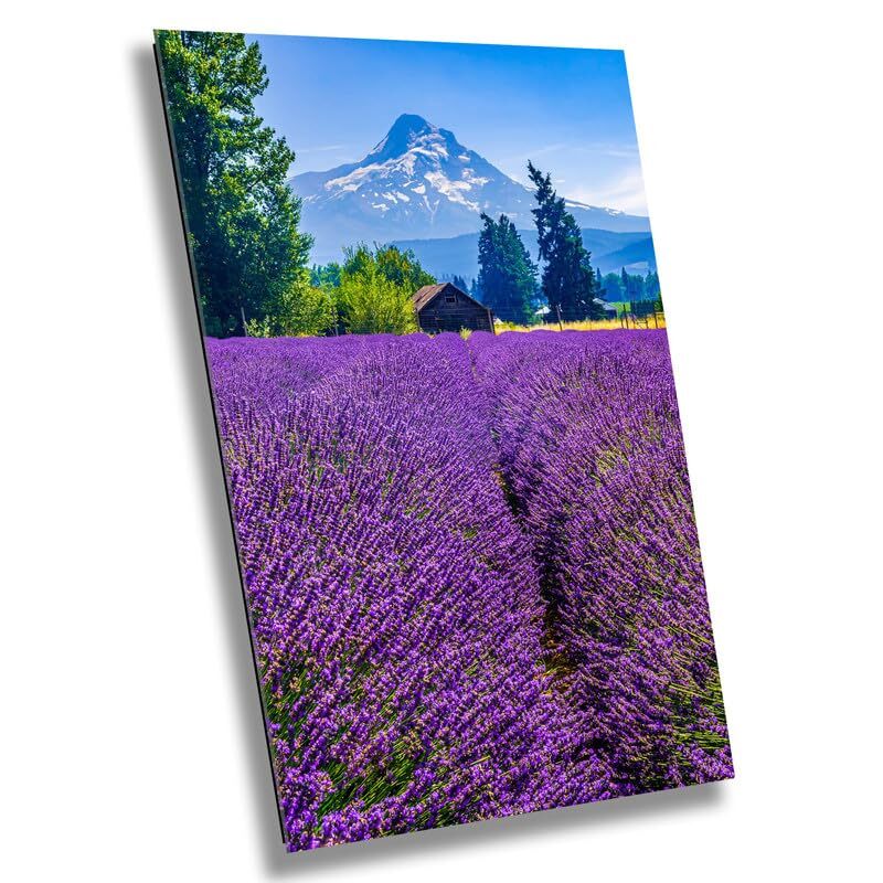 Serenity Blooms: Mt Hood Lavender Fields Wall Art Portrait Metal Canvas Print