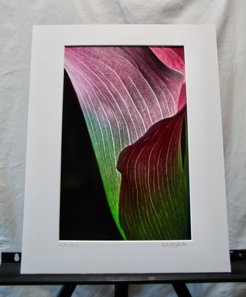 Original Photography Art Print «Calla, Mauve»