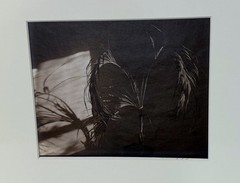 AMERICAN ARTIST ROBERT J. STEINBERG SIGNED TITLED DATED PHOTOGRAPH – «PALM»