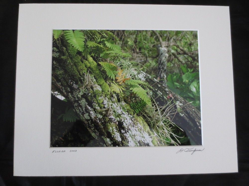 Frameable, Matted Dale Traupman FLORIDA 2003 PHOTO Print–9-1/2″ x 7-1/2″ Design