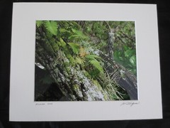 Frameable, Matted Dale Traupman FLORIDA 2003 PHOTO Print–9-1/2″ x 7-1/2″ Design