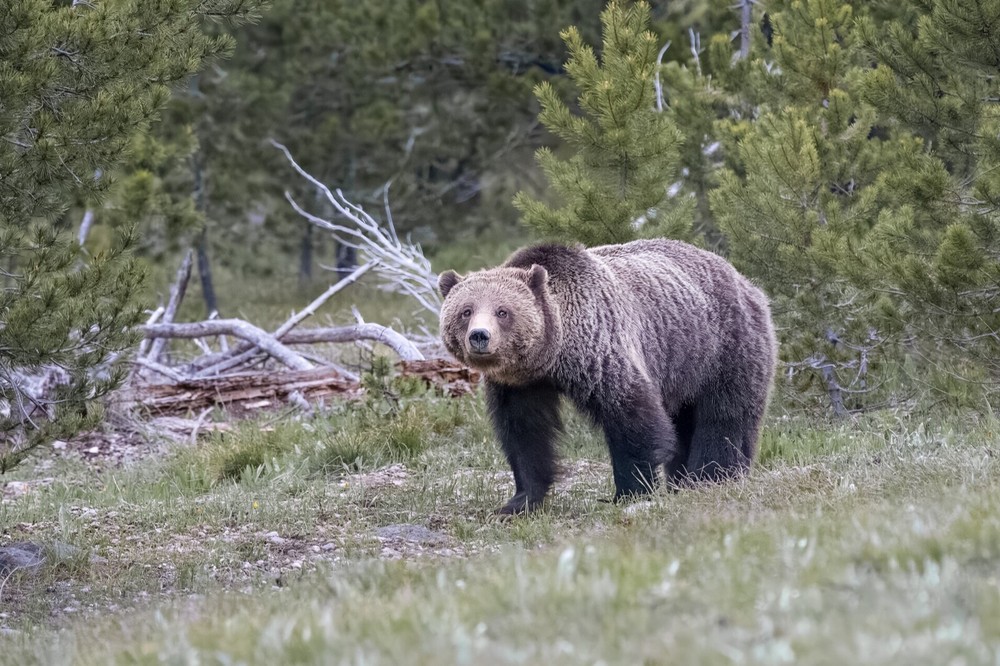 «Blondie» Grand Teton Nat’l Park 2022 (16 x 20″ Metal Photo Print)