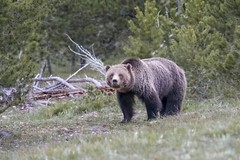 «Blondie» Grand Teton Nat’l Park 2022 (16 x 20″ Metal Photo Print)