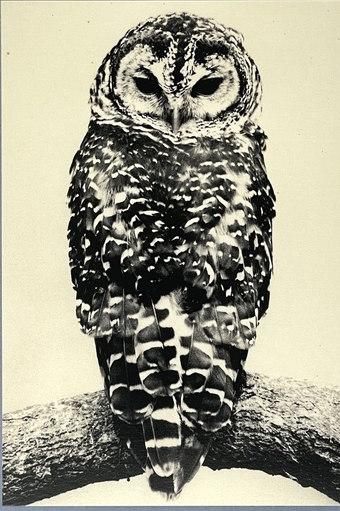 Yamamoto Masao Art Show Announcement Card 2026 – Ten Owls