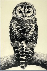 Yamamoto Masao Art Show Announcement Card 2026 – Ten Owls