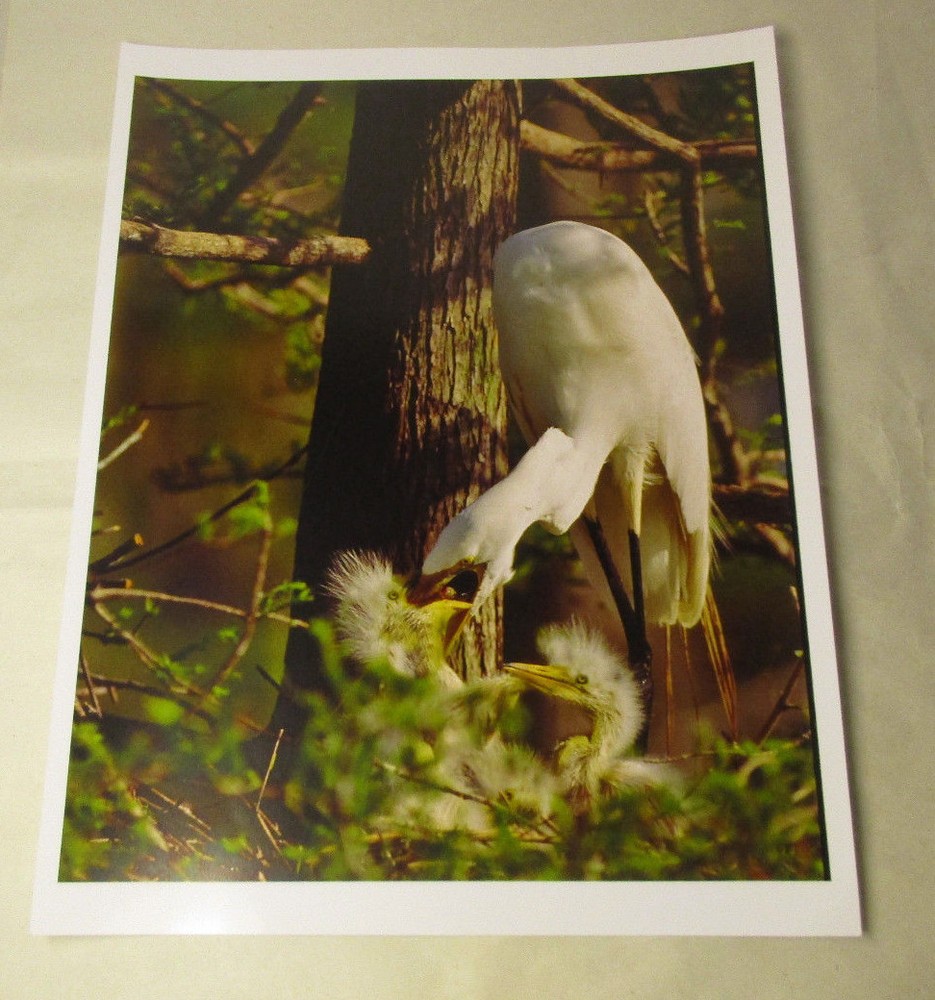 Beautiful Photograph of Great White Egrets, Louisiana 8 x10 Kodak Photo Paper