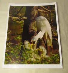 Beautiful Photograph of Great White Egrets, Louisiana 8 x10 Kodak Photo Paper