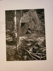 TREE ROOTS AND ROCK ORIGINAL SIGNED ART PHOTO B&W STETTNER VTG MATTE NJ CAMERA