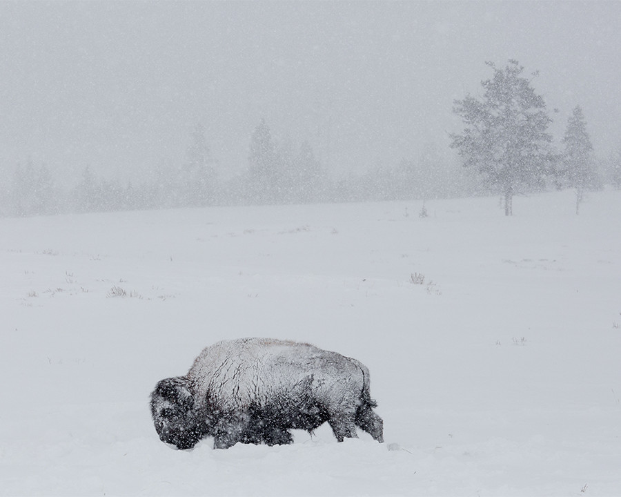 Bison covered with snow on Swan Lake Flat 8×10 Photograph Print 8″x10″