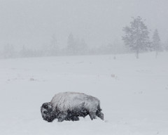 Bison covered with snow on Swan Lake Flat 8×10 Photograph Print 8″x10″