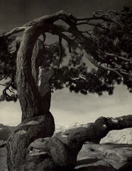 1949 Ansel Adams Yosemite Jeffery Pine Sentinel Dome Original Art Photo Gravure