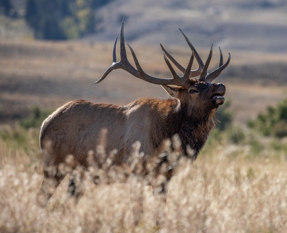 CANVAS PHOTOGRAPHY MT WILDLIFE BULL ELK PRINT ART 20″ X 24″ – BULL ELK BUGLING