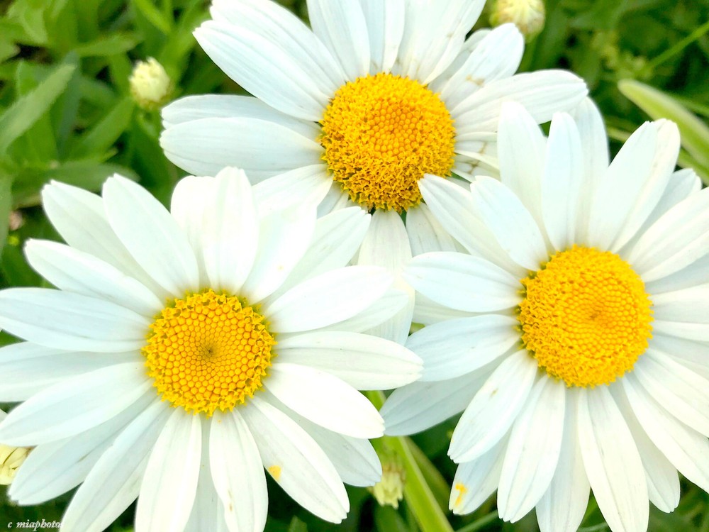 THREE DAISIES 4×6 » MATTED PHOTO PRINT, GREAT GIFT…FREE SHIPPING IN USA !!
