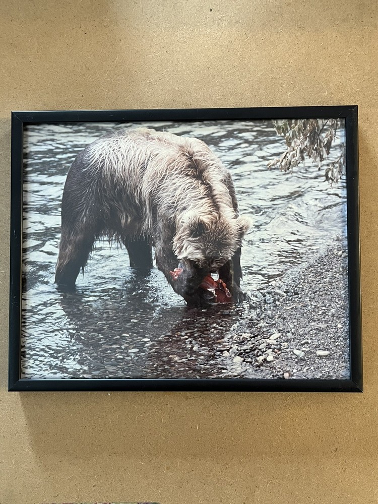 Vintage 8 x 10 Kodak Photograph Wild Grizzly Bear Eating Fish