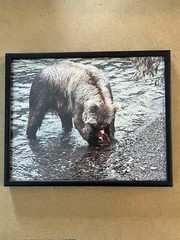Vintage 8 x 10 Kodak Photograph Wild Grizzly Bear Eating Fish