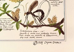 Organic Graphics – Posters Companion Plants / Flowers-Herbs / Beneficial Insects