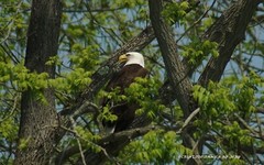«Everybody Sing, God Bless America» Bald Eagle Wall Art