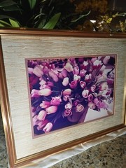 21×17 Vintage Art Photograph TULIPS BY JULIAN E. CARABALLO